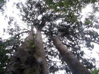 Albums/20060200-New Zealand 2006/20060205-Greymouth_Punakaiki/39